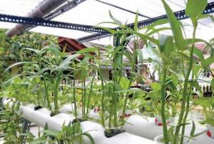 Pupuk Kaltim Ajak Warga Makassar Ikuti Survei Urban Farming