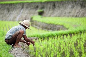 Pemulihan Ekonomi Harus Perkuat Rezim Produksi di Desa
