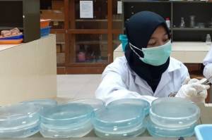 Mahasiswa UNY Teliti Daun Bandotan dan Tembelekan Jadi Antimikroba Herbal