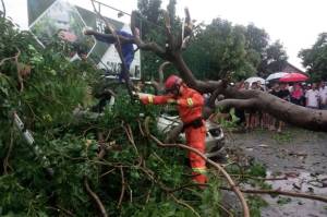 Pohon di Bogor Bertumbangan, BMKG Imbau Masyarakat Waspadai Cuaca Ekstrem