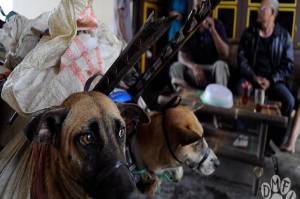 Edan, Anjing dari Jawa ke Sumatera Capai 2.000 Ekor per Bulan