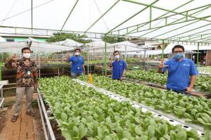 XL Smart Hydroponics, Cara XL Axiata Mendongkrak Panen Urban Farming