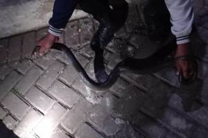Curigai Suara Mendesis, Warga Bogor Temukan Induk Ular Kobra di Rak Sepatu