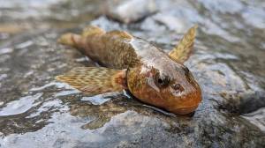Berusia 65 Juta Tahun, Fosil Hidup Ikan Asprete Hanya Tersisa 12 Ekor