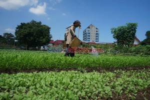 BRG Sosialisasi Penggunaan Bahan Alami untuk Pertanian