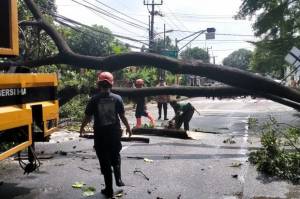 Diguyur Hujan, Pohon Besar di Jalan Raya Siliwangi Tumbang