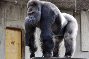 Gorila di Kebun Binatang San Diego Tertular Virus Corona
