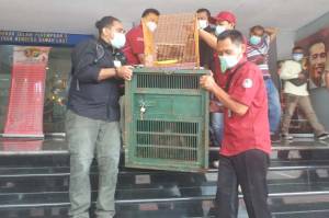 Penjual Satwa Langka Dibekuk, Polisi Sita Bayi Orang Utan dan Lutung Jawa