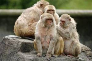 Gawat! Ratusan Monyet Liar Teror Warga Puspiptek Tangsel,  Serang Anak-anak dan Acak-acak Rumah