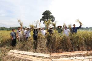 Didukung Penuh Prabowo, Lahan Ujicoba Pertanian Presisi Panen Padi Perdana