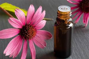 Mengenal Bahan Herbal Echinacea untuk Terapi COVID-19