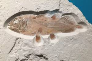 Fosil Ikan Purba Berusia 66 Juta Tahun Ditemukan di Maroko