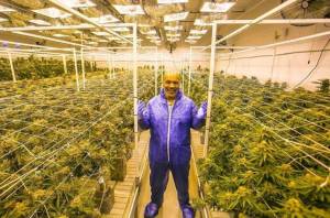 Mike Tyson Nikmati Bisnis Kebun Ganja Yang Membuat Jadi Miliuner