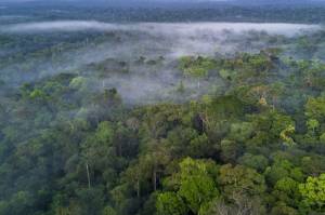 Gawat, Hutan Hujan Amazon Dijual Secara Ilegal di Marketplace Facebook