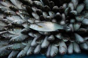 Harga Ikan Naik Tak Usah Panik, Perum Perindo: Mei-Juni Normal Lagi