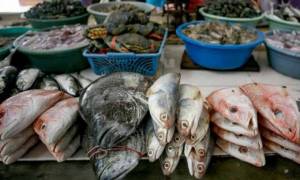 Dapat Lampu Hijau Jokowi, Lumbung Ikan Nasional Segera Dimulai