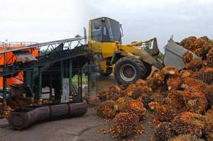 Soal Industri Minyak Sawit, Indonesia Harus Fight Jaga Kepentingan Nasional