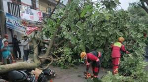 Hujan Deras dan Angin Kencang, 24 Pohon Tumbang di Jakarta Barat