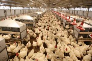 Gara-Gara Pemerintah Keok dari Brasil, Banyak Peternak Ayam Terancam Bangkrut