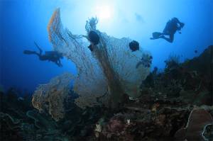 Laut Lepas Bolaang Mongondow Selatan Tawarkan Spot Unik dan Menantang bagi Penyelam