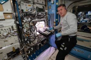 Dukung Kehidupan di Luar Angkasa, Astronot Tanam Cabai di ISS