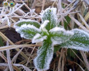 Fenomena Frost, Ketika Tumbuhan di Ranupani Gunung Semeru Diselimuti Salju