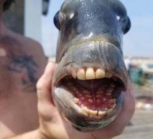 Bikin Geger, Ikan dengan Gigi Manusia Kejutkan North Carolina