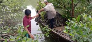 Pembibitan Mangrove Untungkan Masyarakat Secara Ekonomi