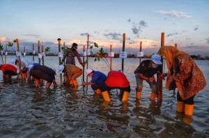 Menuju Kawasan Pelabuhan Hijau, 1.000 Bibit Mangrove Ditanam di MNP