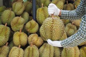 China Temukan Virus Corona dari Paket Buah Durian