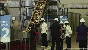 Tinjau Pabrik Porang di Madiun, Jokowi: Ini Akan Jadi Makanan Masa Depan