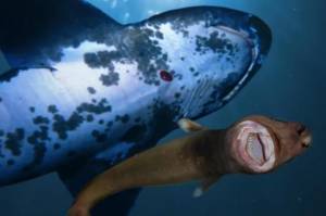Ngeri, Ikan Alien Meneror Seluruh Mahluk Laut di Perairan Hawaii
