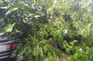 Hujan Angin, Pohon Tumbang Timpa 2 Mobil Ambulans di Tangsel