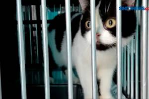 Antisipasi Penularan Penyakit dari Hewan, Ratusan Kucing Jantan Jadi Target Sterilisasi