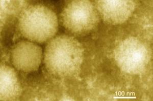 Virus Baru yang Disebabkan dari Gigitan Kutu Ditemukan di Jepang