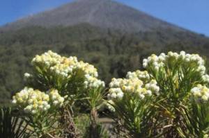 7 Alasan Bunga Edelweis Tidak Boleh Dipetik Saat Mendaki Gunung