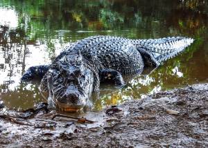 Buaya di Sungai Amazon, Black Caiman, Predator Terkuat di Atas Anakonda dan Piranha
