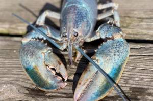 Lobster Langka Berwarna Biru Muda Ditemukan di Teluk Maine Amerika Serikat
