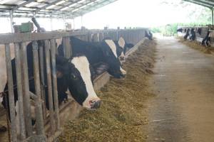 Dairy Development Program Tingkatkan Kesejahteraan Peternak Sapi Perah