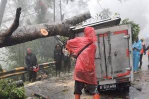 Pohon Besar Tumbang Akibat Hujan Deras di Puncak, Mobil Box Ringsek Tertimpa