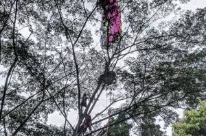 Diterpa Angin, Penerbang Paralayang di Bogor Tersangkut di Pohon Selama 4,5 Jam