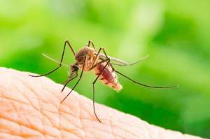 Ilmuwan Temukan Jawaban Penyebab Gigitan Nyamuk Tidak Terasa Sakit