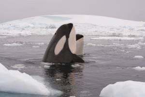 Paus Pembunuh Berburu di Samudra Arktik yang Mencair, Peneliti Khawatir Ganggu Ekosistem