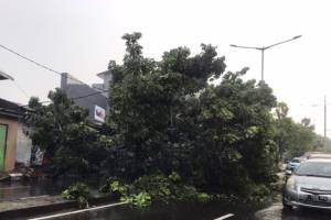 Kebon Jeruk Dikepung Kemacetan Parah Akibat 3 Pohon Tumbang