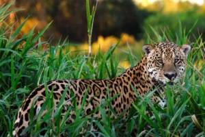 800 Ekor Jaguar Padati Meksiko dalam 8 Tahun, Bukti Serius Konservasi Satwa Langka