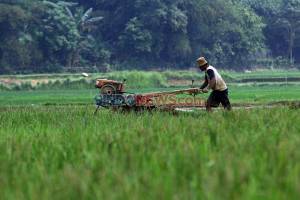 Dua Tahun Food Estate: Produktivitas Petani Meningkat