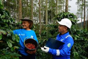Dukung Pertanian Berkelanjutan, Surveyor Indonesia Replanting Tanaman Kopi di Pangalengan