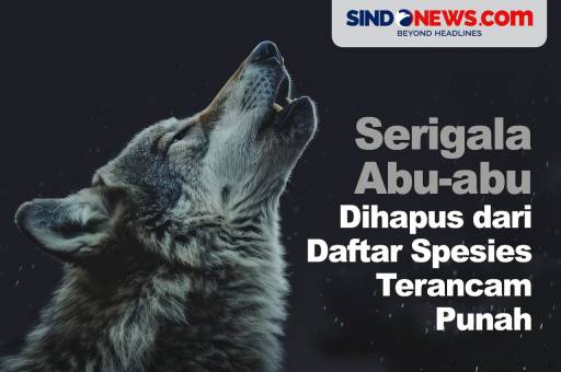 Serigala Abu-abu Akan Dihapus dari Daftar Spesies Terancam Punah