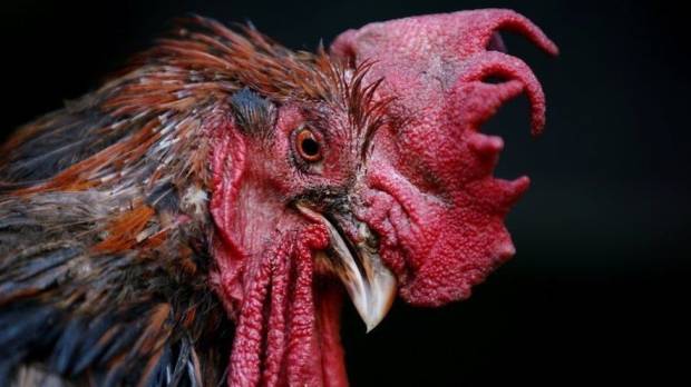 Sering Berkokok Ayam Jago Ditembak Mati Tetangga Pelaku Dihukum