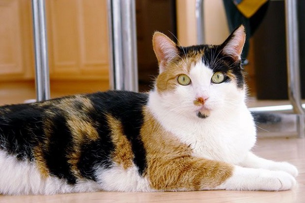 Pakar IPB Ungkap Alasan Ilmiah Kenapa Tak Ada Kucing Jantan Belang 